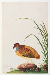 Langschnabel-Rebhuhn, aus Zeichnungen von Vögeln aus Malakka, ca. 1805-18